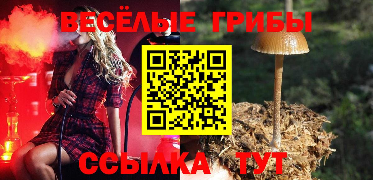 Псилоцибиновые грибы Cubensis  купить наркоту  Краснознаменск  Вход с VPN 